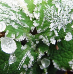 079-dew-frost-wp